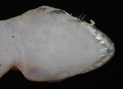 Pachydactylus formosus