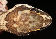 Pachydactylus formosus