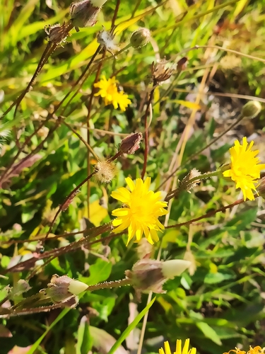 Stinking Hawk's-beard (Crepis foetida)