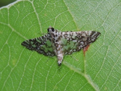 Glyphodes onychinalis