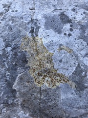 Xanthocarpia ochracea