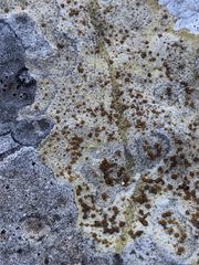 Xanthocarpia ochracea