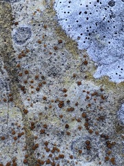 Xanthocarpia ochracea