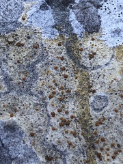 Xanthocarpia ochracea