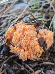 Ramaria magnifica