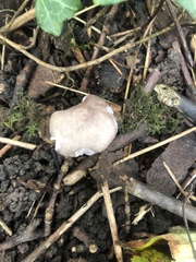 Lepista nuda