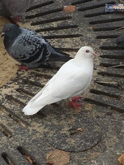 Columba livia domestica
