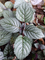 Hemigraphis alternata