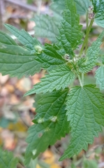 Dasineura dioicae