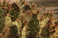 Opuntia aureispina