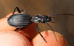 Gonogenia