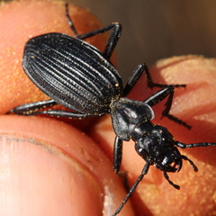 Gonogenia