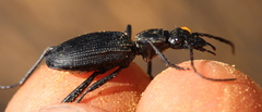 Gonogenia