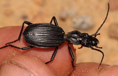 Gonogenia