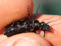 Gonogenia