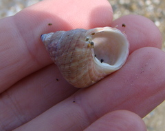 Micrelenchus purpureus