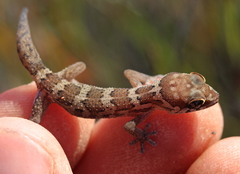 Pachydactylus formosus
