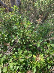 Barleria rotundifolia