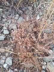 Spiraea aquilegifolia