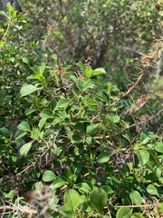 Barleria rotundifolia
