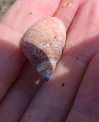 Micrelenchus purpureus