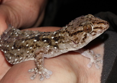 Bibron's Gecko photo 2