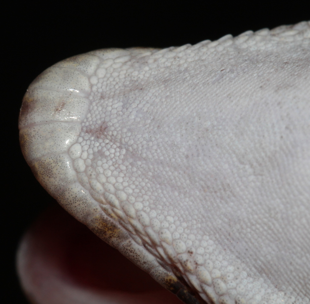 Bibron's Gecko