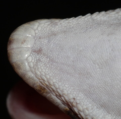 Bibron's Gecko photo 1