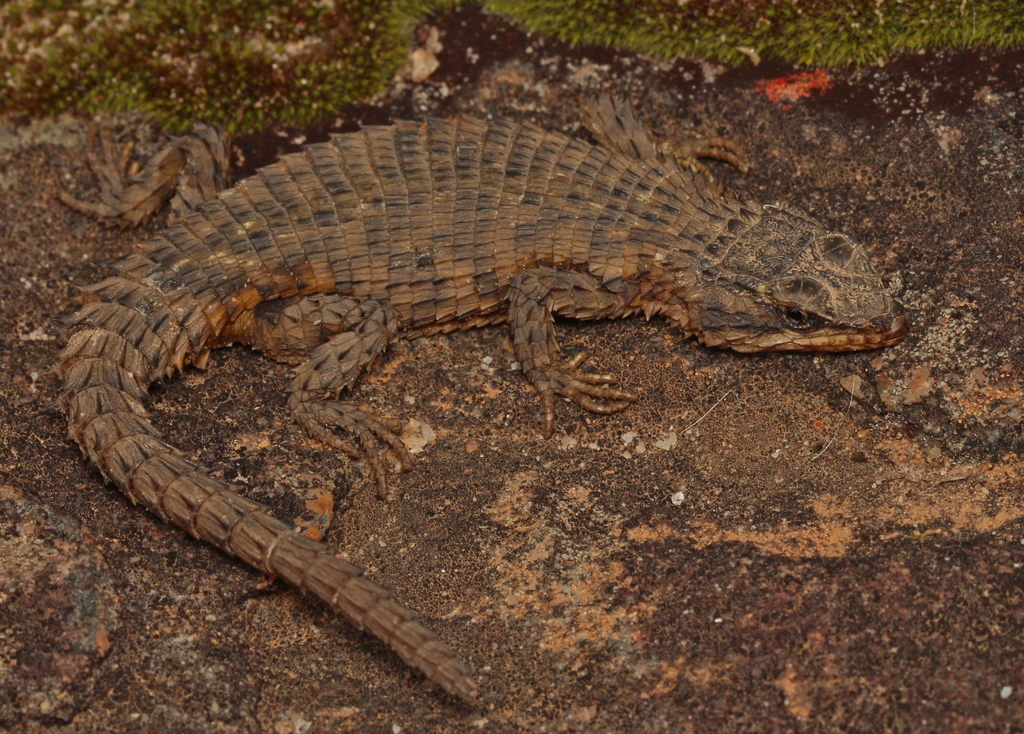 Mclachlan's Girdled Lizard