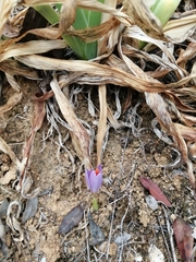 Crocus serotinus