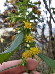 Solidago glomerata