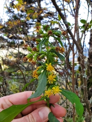 Solidago glomerata