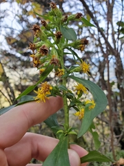 Solidago glomerata