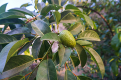 Annona glabra