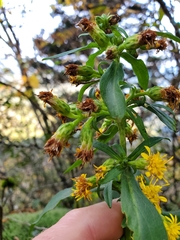 Solidago glomerata