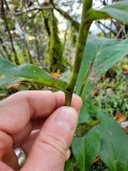 Solidago glomerata