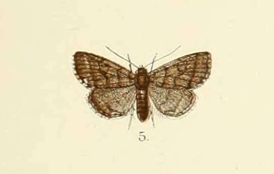 Herminia relata