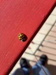 Harmonia axyridis