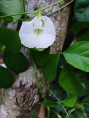 Clitoria ternatea albiflora