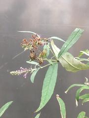 Buddleja davidii