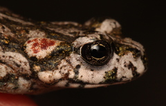 Capensibufo tradouwi