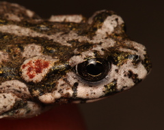 Capensibufo tradouwi