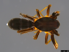 Poecilipta