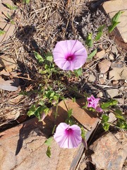 Ipomoea bathycolpos