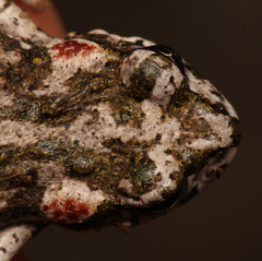 Capensibufo tradouwi