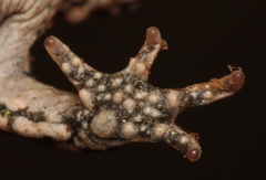 Capensibufo tradouwi