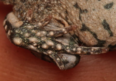 Capensibufo tradouwi