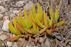 Carpobrotus glaucescens