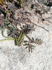Indigofera cerasiflora