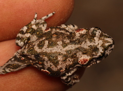 Capensibufo tradouwi